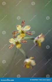 Image result for Graphorkis