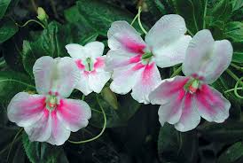 Image result for Impatiens cecilii