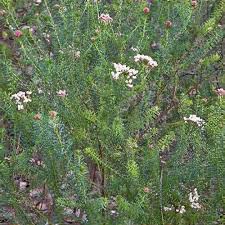 Image result for Allophylus fulvotomentosus