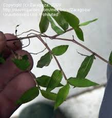 Image result for Arthraxon