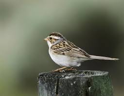 Clay Colored Sparrow Texas Photo Color Photo