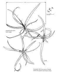 Image result for Wolffiella welwitschii