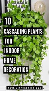 10 Best Cascading Plants For Indoors Home Decoration Hanging Plants Hanging Plants Indoor Plants