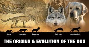 Origins Evolution Of The Dog Generation After Generation