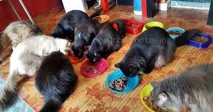 Elak 2 benda ni dalam diet kalau nak kurus.9.7 isu sistem perncernaan_tabiat pemakanan 2021, april. Kucing Pun Pandai Memilih Makanan Ini Adalah Bellarina Natasya