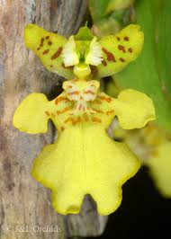 Image result for Psydrax mutimushii