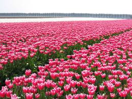 Portal de Holambra - Holanda - Tulipa | Holambra flores, Viagens, Tulipas
