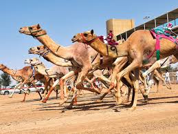2020 top things to do in dubai. Aflaj And Camel Racing In Uae Now Included As A Unesco Cultural Heritage Uae Gulf News