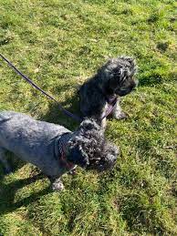 Waggies Dog Walking And Pet Care Services Home Facebook