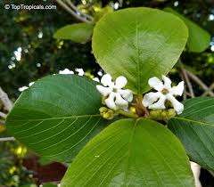 Image result for Guettarda