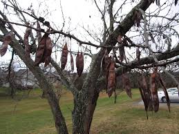 Redbuds With Very Few Messy Seed Pods What Grows There Hugh Conlon Horticulturalist Professor Lecturer And Gardener