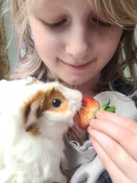 What are other hay options for guinea pigs that people with allergies can  use?