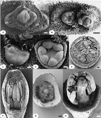 Image result for Olacaceae