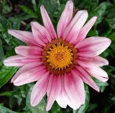 Image result for foto Gazánie