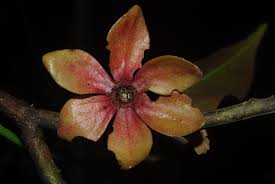 Image result for isolona lebrunii