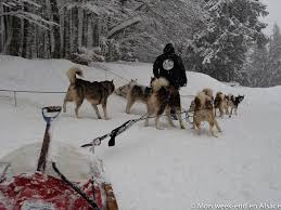 Une course de chiens de traîneaux est une compétition sportive désignant une course dans laquelle des attelages de chiens d'attelage tirent des traîneaux conduit par un musher sur la neige ou la glace au moyen de harnais et des lignes de trait. Bapteme De Chiens De Traineau Au Schnepfenried Avec Reve De Nord Mon Week End En Alsace