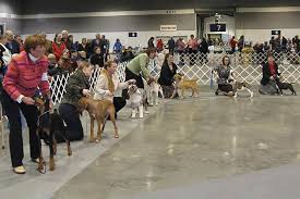 The difference between playing and fighting; 4 6 Month Beginner Puppy Competition American Kennel Club