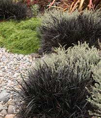 Propagating black mondo grass is easiest done through division and it's done exactly the same way that we do variegated liriope. Dwarf Black Mondo Grass Lawn Leveling Rake