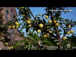 The dwarf options are endless, and some will even flourish in containers. This Tree Produces 40 Different Types Of Fruit Youtube