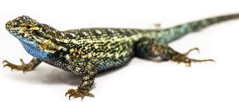 Image result for Lepidagathis andersoniana