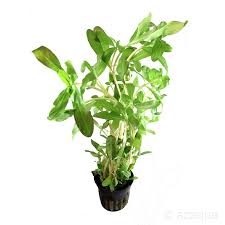 Image result for Nesaea crassicaulis