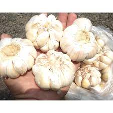 Harga mesin kupas bawang putih dan pengupas bawang merah maksindo. Bawang Putih Seperempat 250 Gram Shopee Indonesia