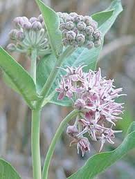 Eastern Washington Wildflowers In 2020 Milkweed Flower Milkweed Wild Flowers