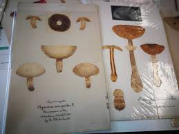 Image result for Tricalysia pallens