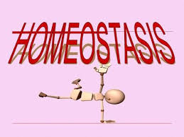 Homeostasis In 2020 Normal Body Temperature Informative Sweat Gland