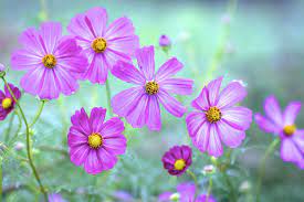 Purple Cosmos Cosmos Flowers Poster Prints Flowers