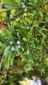 Image result for Afrocarpus usambarensis