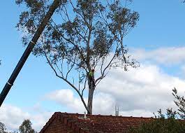 We did not find results for: Gallery Heartwood Tree Solutions