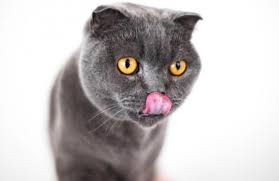 Tu Gato Te Comeria Si Te Murieras