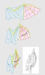 I always thought that they folded their wings straight back (at least hivewings) without bending them at. Anime Draw Wings Draw Wings Structure Wings With Feathers