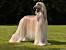 Afghan Hound Puppy