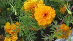 The Beautiful Tagetes Erecta African Marigold A Mostly Herbaceous Plants In The Sunflower Family The Genus Is Nati Growing Tomatoes Plant Breeding Plants