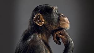 Los animales como instrumentos de la ideología - Opinión | Diario La Prensa