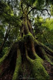 Sassafras By Hillaryyounger Tall Trees Photo Contest Greatphotos Beatifulphotos Photo Tree Nature Tree