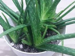 Aloe Veranin 8 Mukemmel Faydasi Sosyolife Net Bitki Aloe Dogal