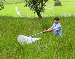 After the kharif crop, the field should be ploughed to expose the mechanical control. Pest Control Or Pest Management Farmer Field Schools For Ipm