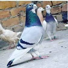 2 949 Moy Aresei 26 Sxolia Posta Kusculari Posta Kusculari1 Sto Instagram Posta Kusculari1 Posta Kusculari In 2020 Pigeon Breeds Racing Pigeons Pigeon