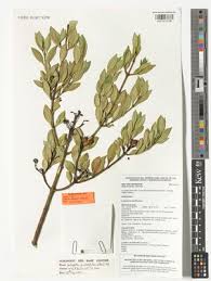 Image result for Scytopetalum pierreanum