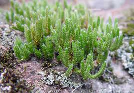 Image result for Selaginella molliceps