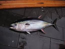 My mom, being a nutritionist, back then. Red Flag Predatory European Ships Help Push Indian Ocean Tuna To The Brink