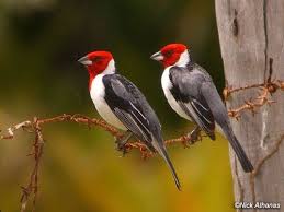 Bird Red Head Brown Body Cardinals Saw My First One On The Golf Course In Maui Beautiful Birds Bird Species Colorful Birds