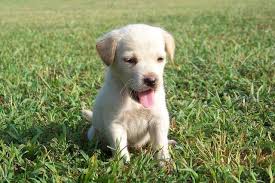 Golden retrievers full breed 8 weeks old has had first visit with vets and has first vaccination also microchipped and wormed looking for good. Golden Retriever Puppies For Sale Brooklyn Ny 242136
