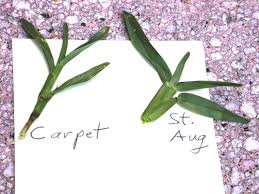 It is also an adaptable grass that is able to grow in different types of soil, according to the louisiana. Carpetgrass For Lawns