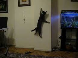 Kedi Lazerle Oynuyor Youtube