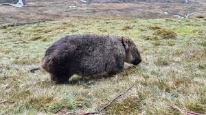 Wombats, however, are larger, measuring 80 to 120 cm (31 to 47 inches) long. Das Geheimnis Der Wombat Wurfel Heise Online