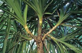 Image result for Pandanus utilis
